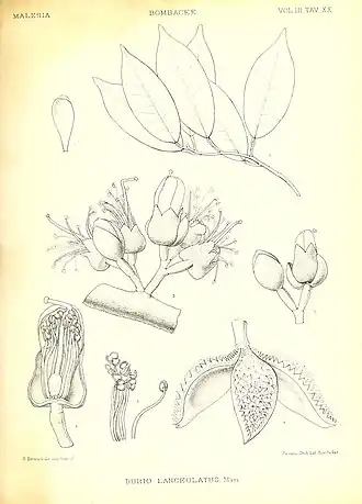 Иллюстрация конца XIX века