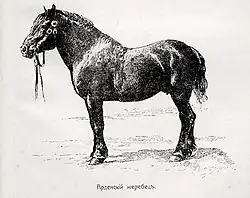 Арденский жеребец.