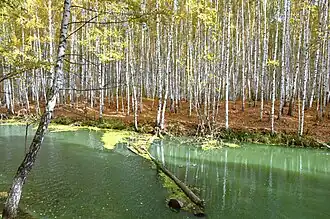 Берёзовый лес на левом берегу дренажного канала