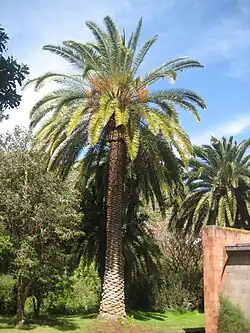 Финиковая пальма канарская