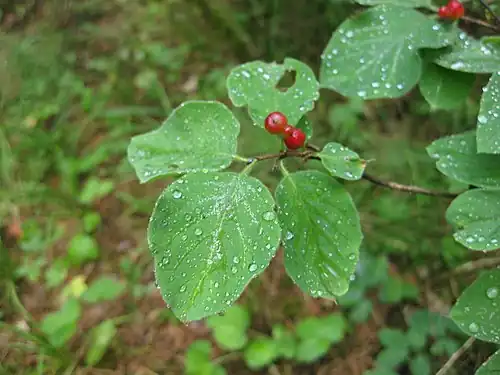 Роса на листьях