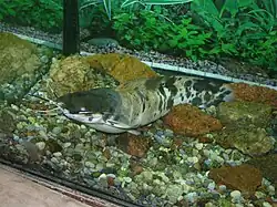 Лягушковый клариевый сом (Clarias batrachus)