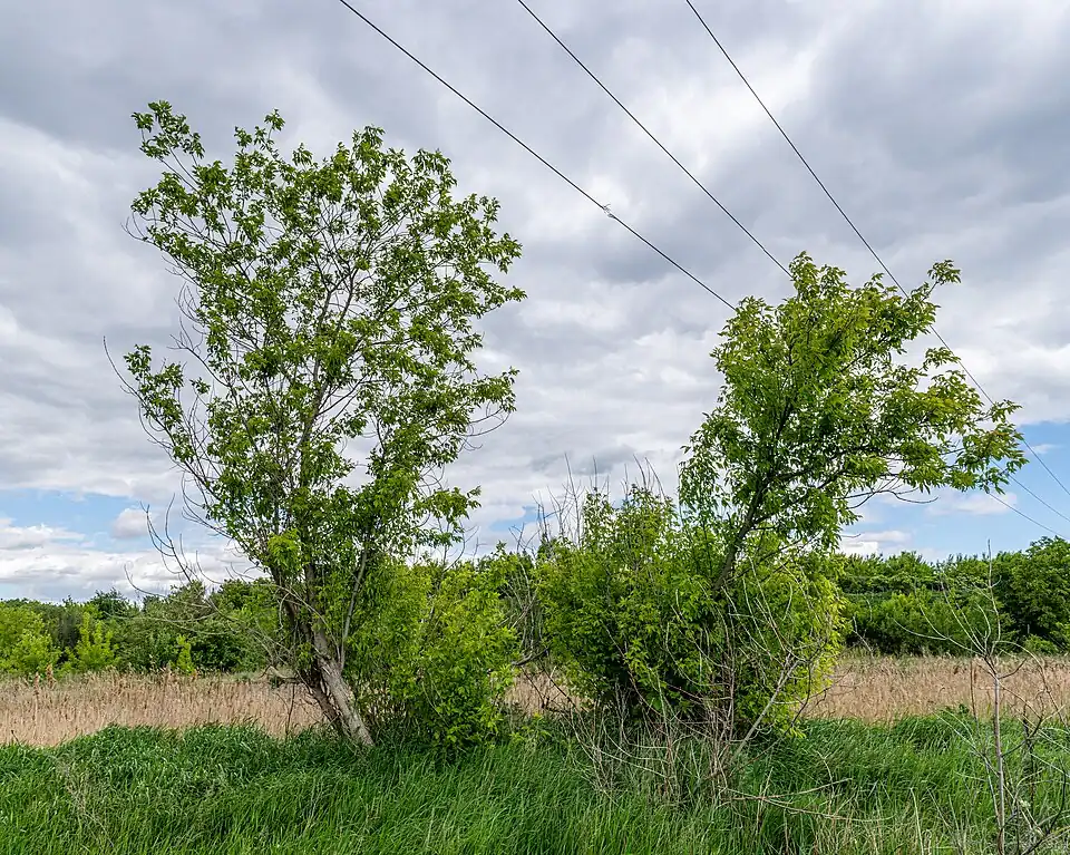 Молодые деревья