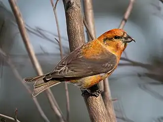 Клест-еловик