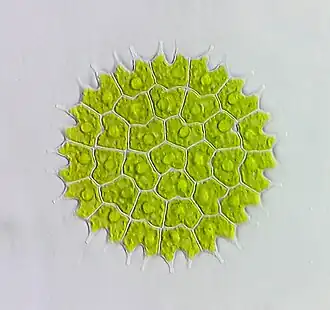 Колония Pediastrum sp.