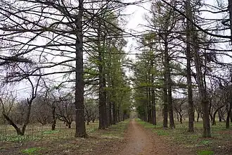 Коробковский сад