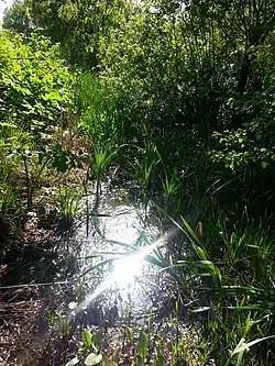 Через дорогу от Суздальского пруда