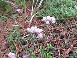 Кошачья лапка двудомная