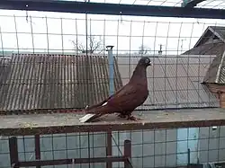 Краснодарский бойный голубь.