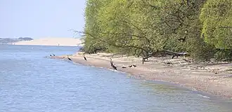 Куршская коса у посёлка Рыбачий