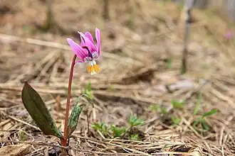 Легостаевский заказник. Кандык сибирский