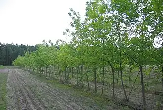 Лесопитомник