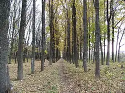 В лесополосе