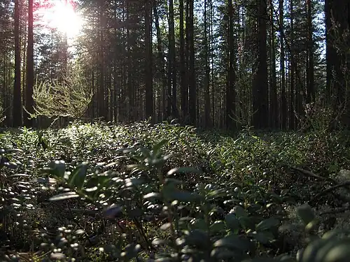 Лес в районе посёлка Кирилловское. 2010 год