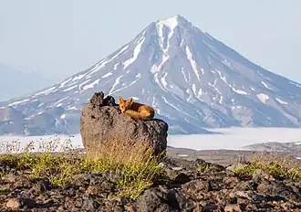 Лиса на фоне вулкана Вилючинская сопка