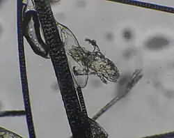 Личинка, нимфа вышла из яйца