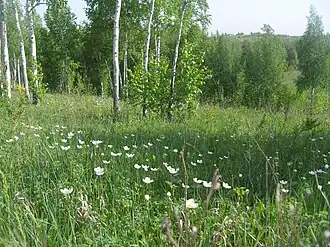 Участок «Лысые горы»