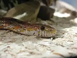 Маисовый полоз (Pantherophis guttatus)