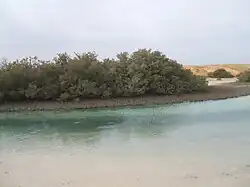 Мангровые кусты