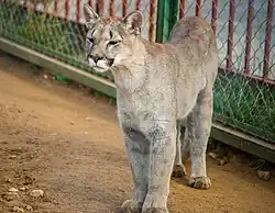 Молодая пума (Экзотик-парк, Подмосковье)
