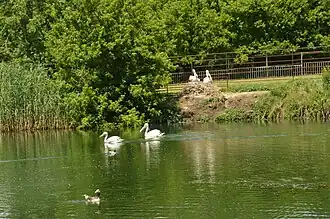 Насаждения вблизи воды Ростовского зоопарка