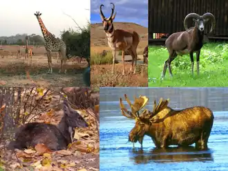 1-й ряд: жираф, вилорог, муфлон; 2-й ряд: сибирская кабарга, американский лось