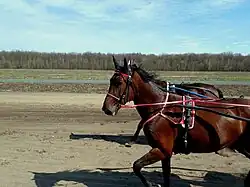 На Ульяновском ипподроме.