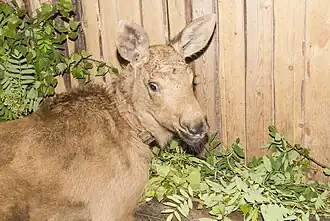Лосёнок на лосеферме Печоро-Илычского заповедника