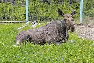 Самка лося на лосеферме Печоро-Илычского заповедника