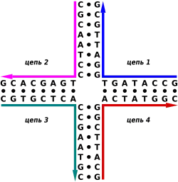 Структура Холлидея17 июня 2016