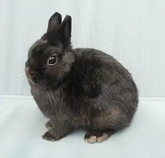 Нидерландский карликовый чёрного окраса