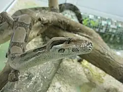 Обыкновенный удав (Boa constrictor)