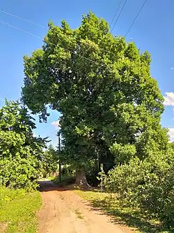 Дуб на Озёрной улице