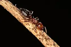 Одиночный Crematogaster schmidti на ветке