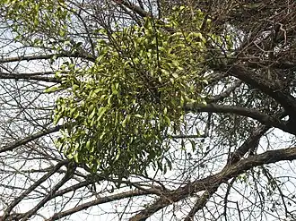 Омела белая