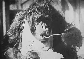 Орангутан Фрина