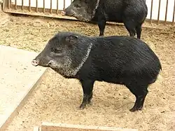 Ошейниковый пекари (Pecari tajacu), вид внесён в Красную книгу МСОП