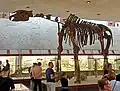 Скелет индрикотерия в Палеонтологическом музее имени Ю. А. Орлова