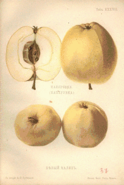 Паперовка и Белый налив. «Атлас плодов» под редакцией Адама Гребницкого, 1906