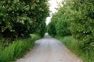 Бывший усадебный парк (2017)