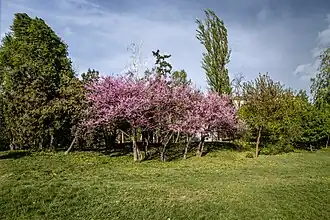 Весеннее танго.