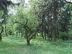 Зелёная симфония.