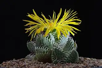 Faucaria tigrina