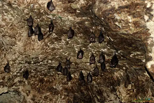 Летучие мыши на потолке пещеры