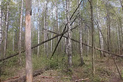 Бурелом в «дикой» части парка