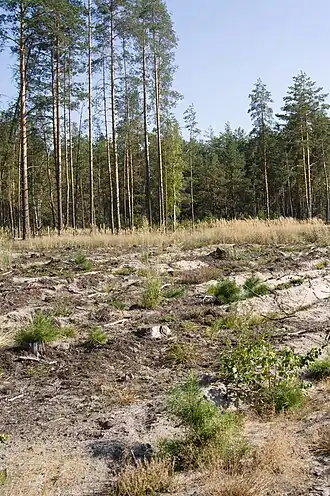 Посадки сосны в Муромском заказнике.jpg