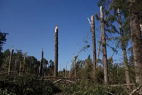 Последствия бури 2017 г.