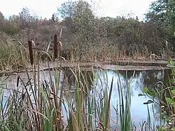 Пруд в д.Андрюшино