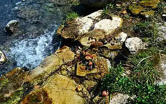 Один из бьющих ключей Псынашхибля