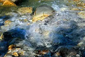 Выход одного из источников на поверхность